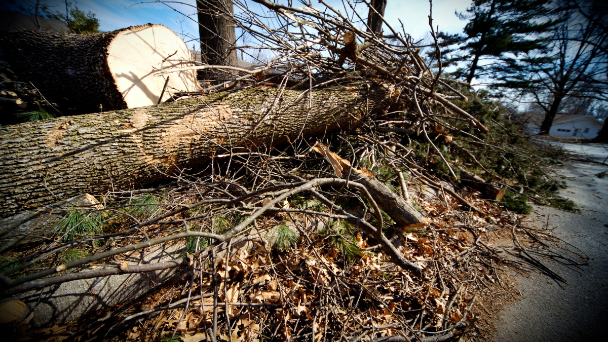 Use Our Dumpsters For Landscape Waste Removal
